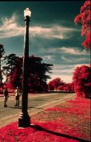 Color Infrared -  Golden Gate Park